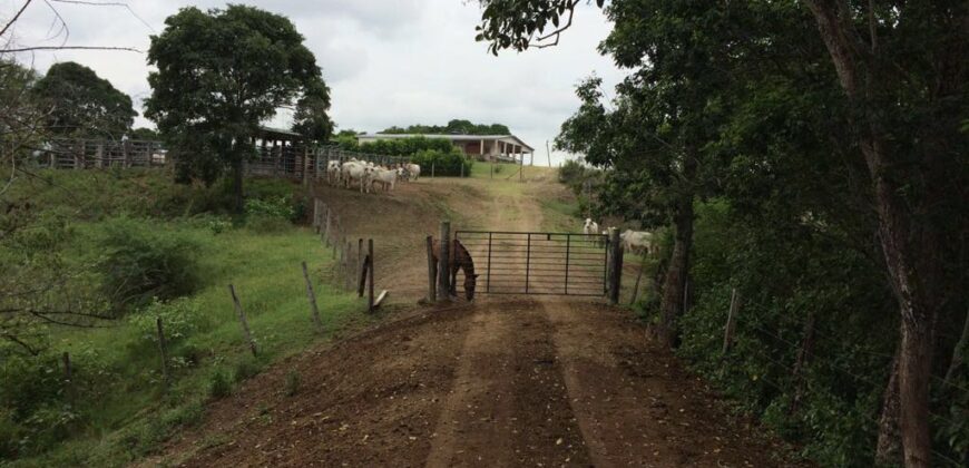 HACIENDA SAN GABRIEL, TOLIMA VEREDA MENDEZ, 700 HECTAREAS, GANADERA