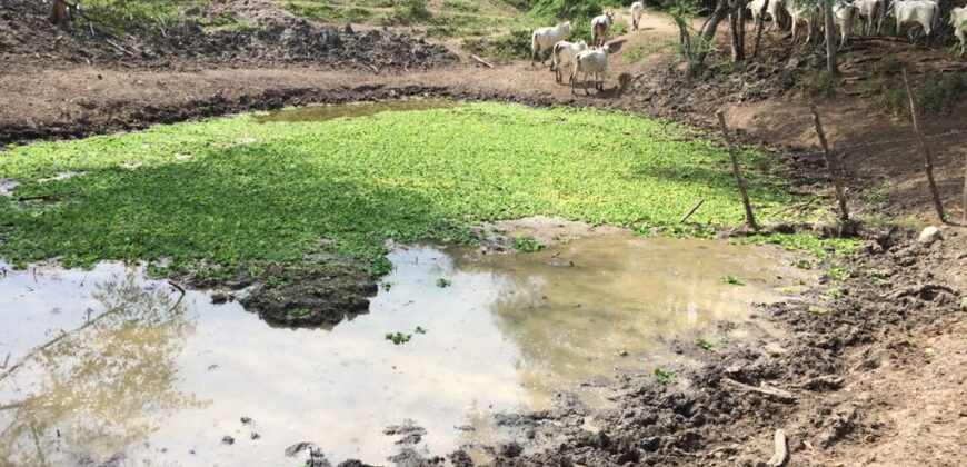 HACIENDA SAN GABRIEL, TOLIMA VEREDA MENDEZ, 700 HECTAREAS, GANADERA